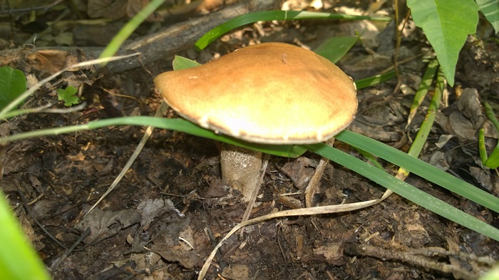 До речі, не далеко від міста