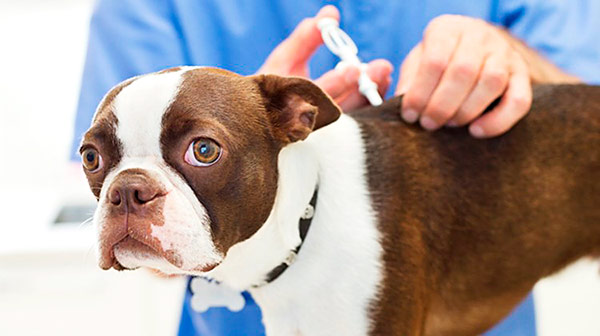 Більшість тварин переносять її досить спокійно, знеболювання не потрібно