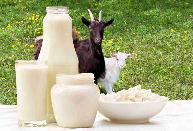 Тому купуючи козяче молоко від кози-городянки - обов'язково поцікавтеся її раціоном