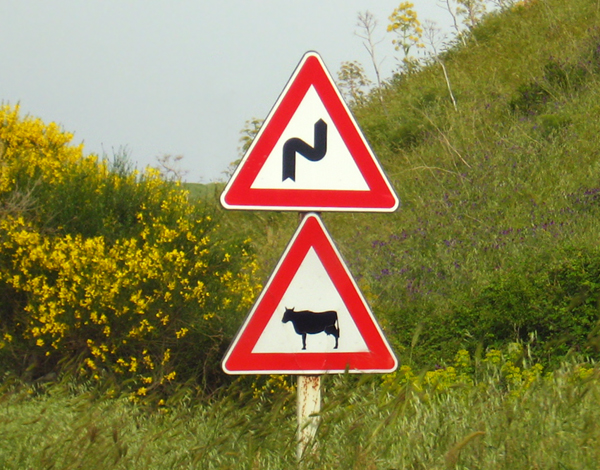 «Коров'ячі» попереджувальні знаки розкидані по всіх дорогах Сицилії   фото crazy-traveller