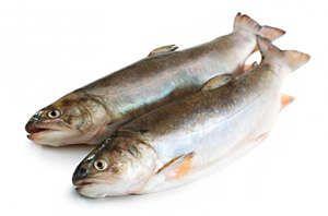 Будь-яка риба є постачальником багатьох корисних речовин в організм людини, тому обов'язково кілька разів на тиждень страви з риби повинні бути присутніми в меню